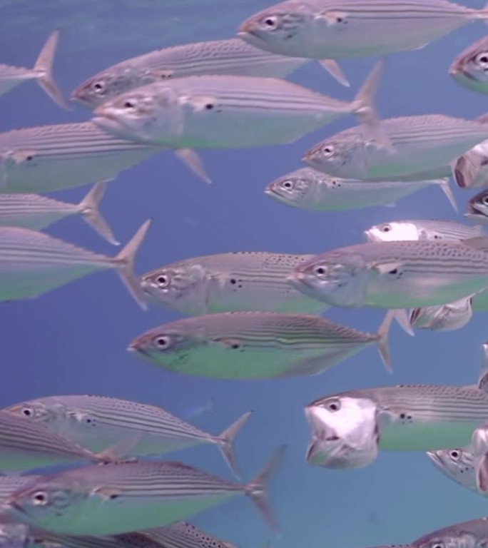 大群的印度鲭鱼张开嘴巴，在深蓝色的海洋表面下过滤浮游生物