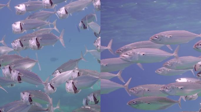 大群的印度鲭鱼张开嘴巴，在深蓝色的海洋表面下过滤浮游生物