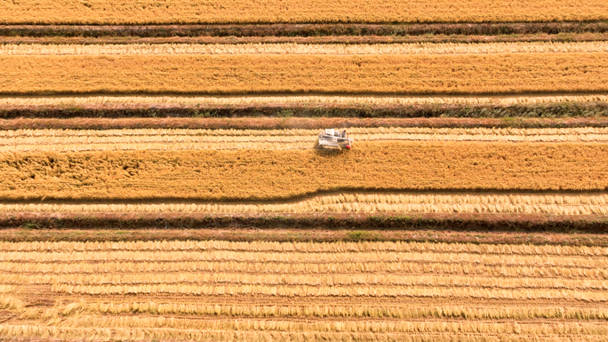 水稻丰收 水稻收割 现代农业航拍4k