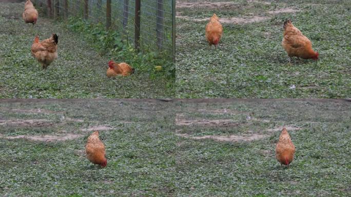 【合集】散养鸡 户外 天然放养 空镜