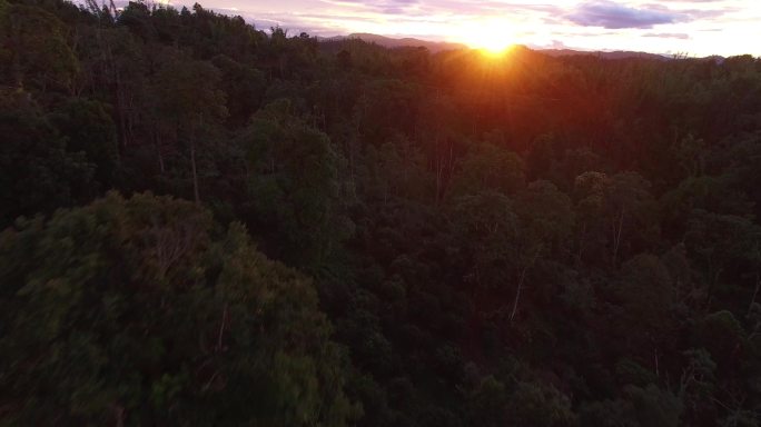 云南老班章古树茶园夕阳日落穿越丛林航拍