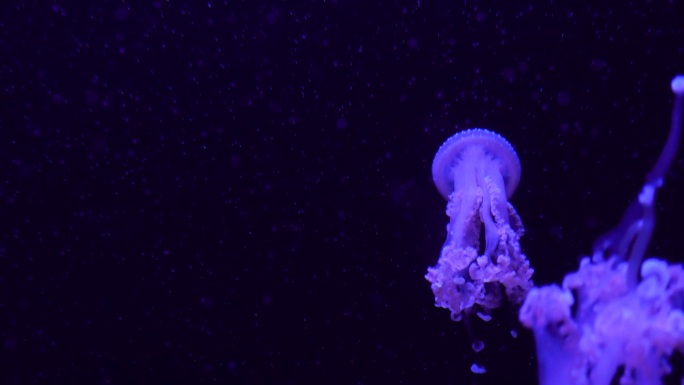 一群荧光水母在水族池中游泳。透明水母水下镜头，一只发光的水母在水中移动。