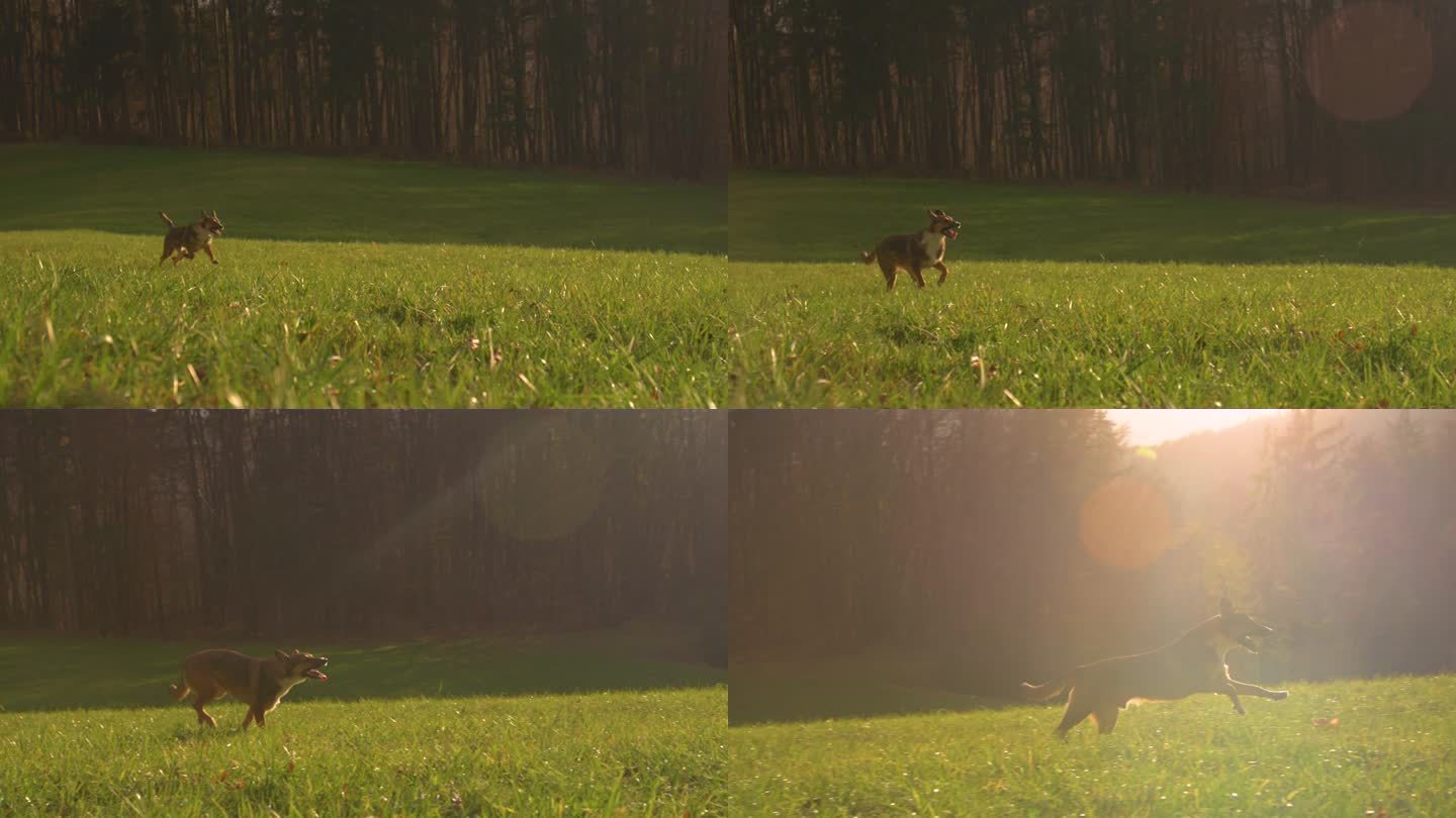 镜头光晕:回忆过后，坐着的棕毛狗开始跑过草地