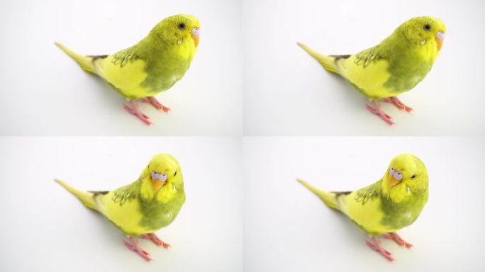 绿鹦鹉budgie被隔离在白色屏幕上