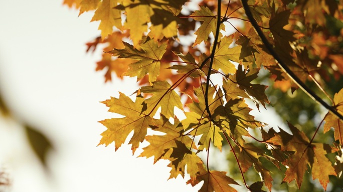 秋天元宝槭树黄叶树