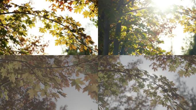 秋天元宝槭树黄叶树