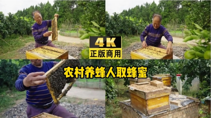 农村养蜂人取蜂蜜