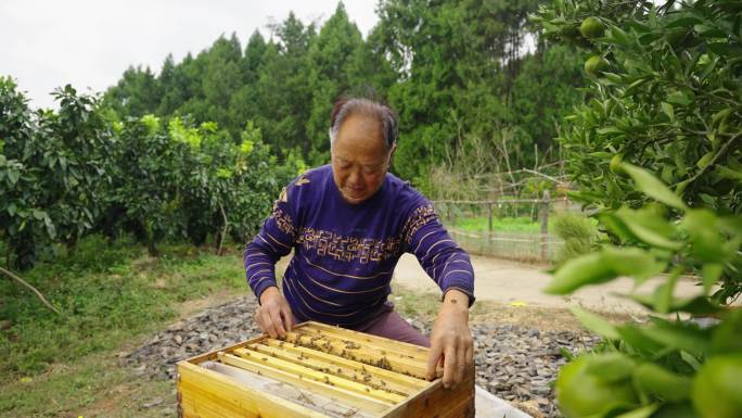 农村养蜂人取蜂蜜