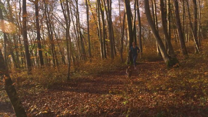 航拍:运动女子和她的狗在秋天的树林里晨跑