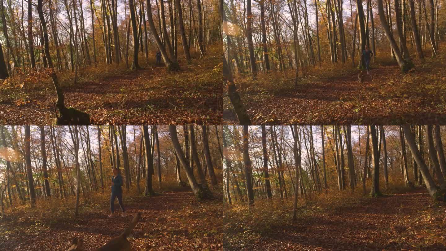 航拍:运动女子和她的狗在秋天的树林里晨跑