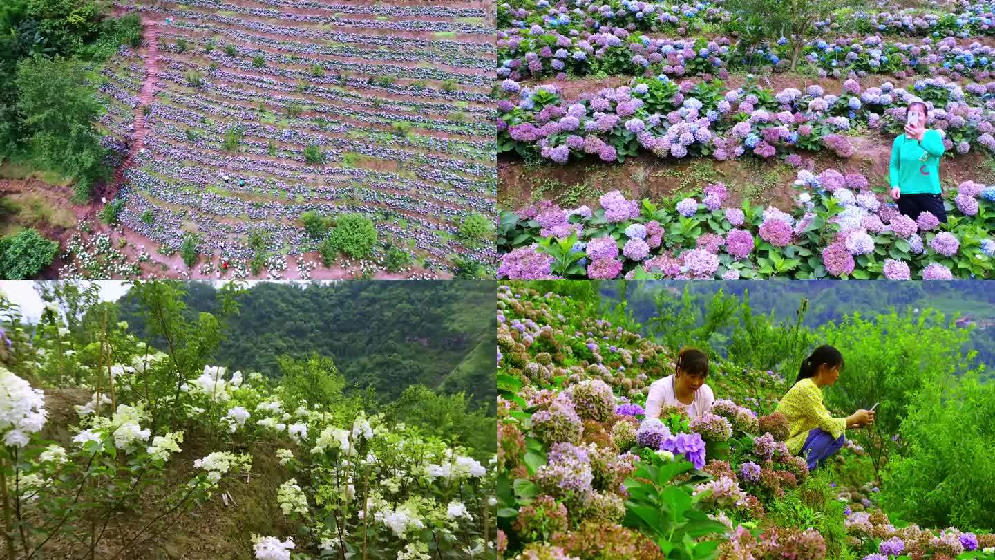 紫色唯美绣球花花海蓝绣球游客