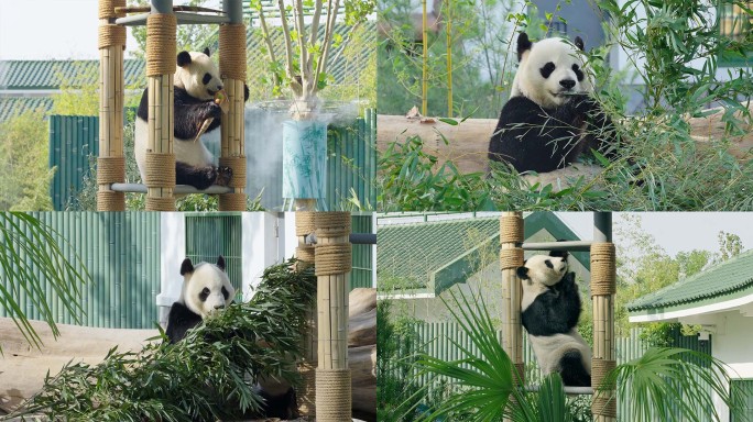 可爱的大熊猫