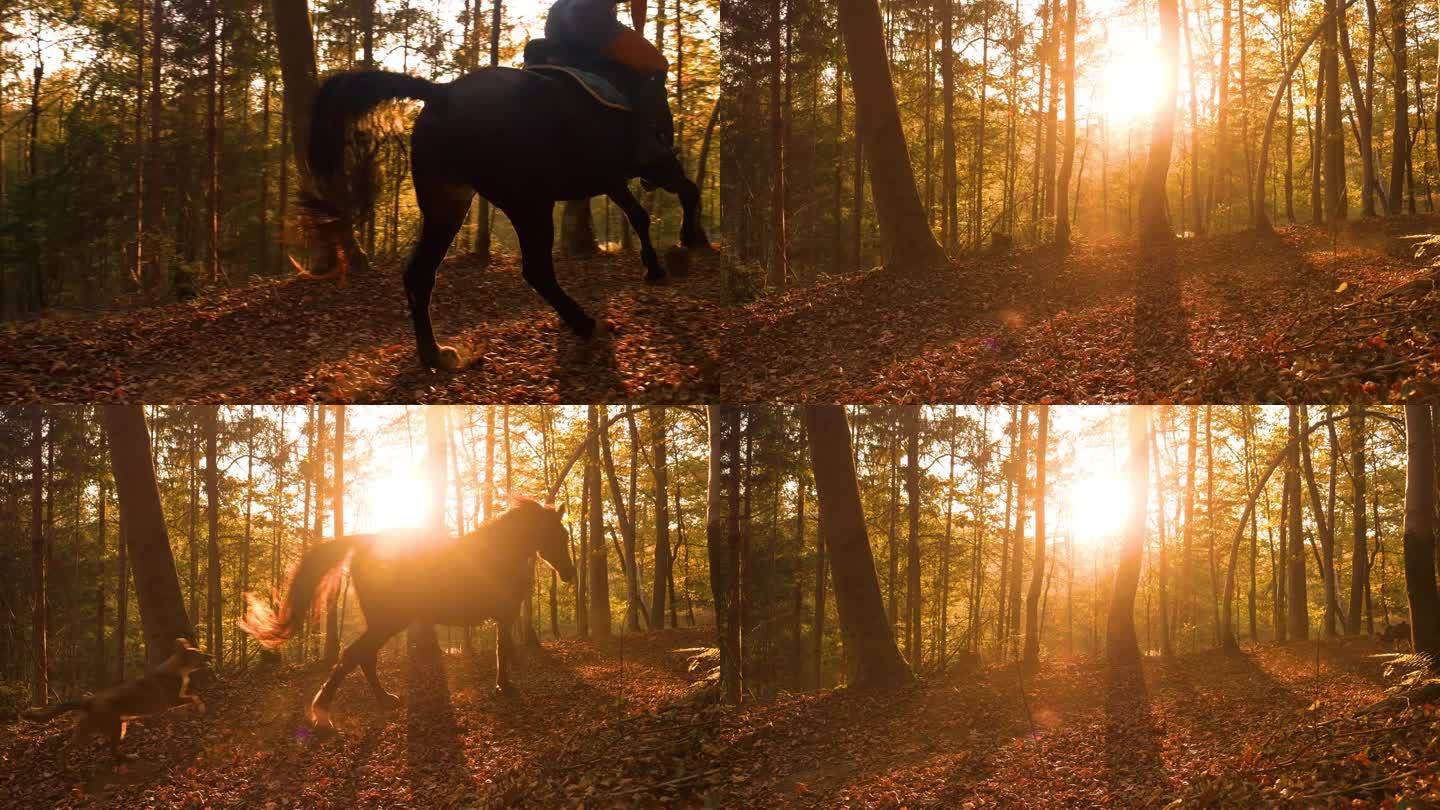 慢动作，镜头光晕:女人骑马穿过秋天的彩色树林