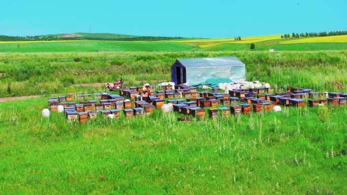 蒙古草原养蜂人