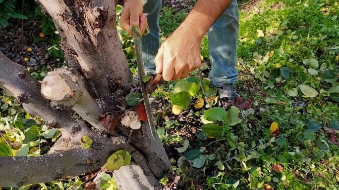 男人在花园里修剪树枝卫生，清理果树生病和损坏的树枝