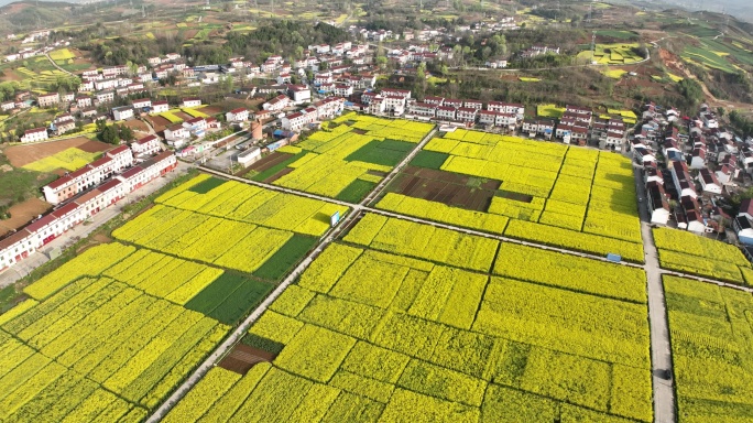 4K汉中洋县油菜花海