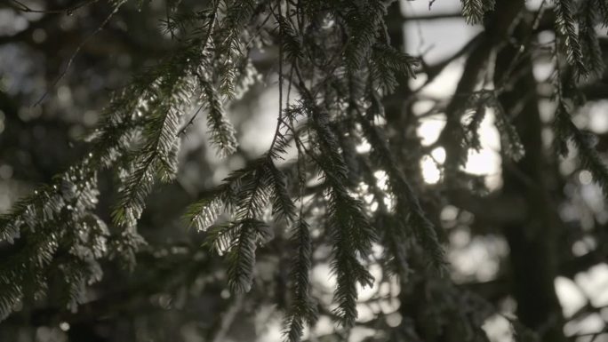 冬天森林的细节逆光剪影光影光晕唯美意境