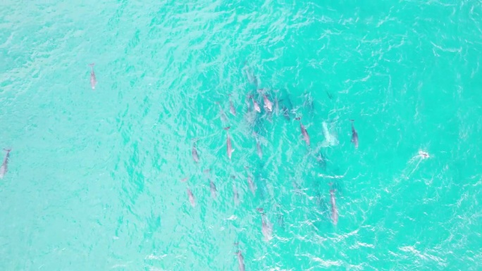成群的宽吻海豚和座头鲸在海里游泳。新南威尔士、澳大利亚。天线由上而下的