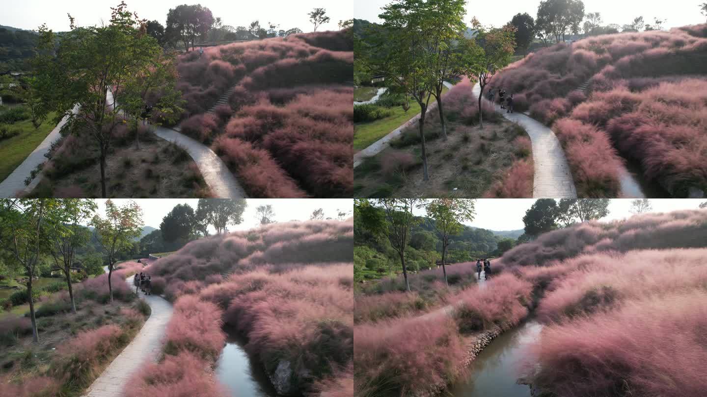 台州温岭植物园粉黛乱子草航拍