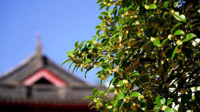 秋天南京毗卢寺古风建筑背景的桂花树