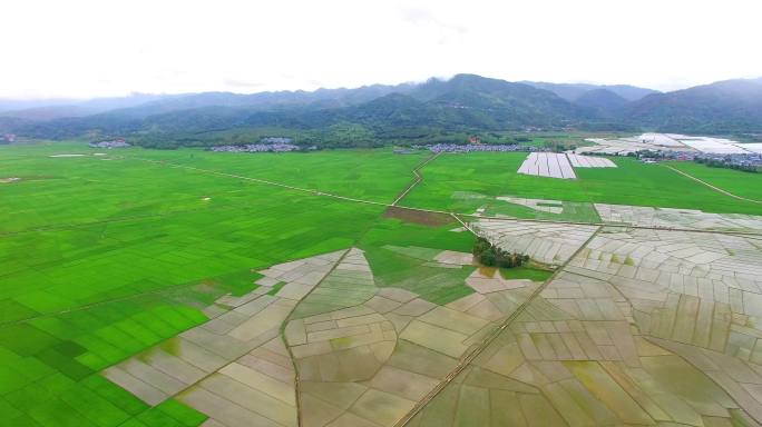 绿油油的云南稻田航拍风景