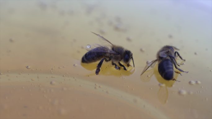 卖蜂蜜黑蜂经济产业发展东北蜂巢