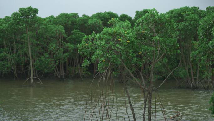 红树林湿地景观