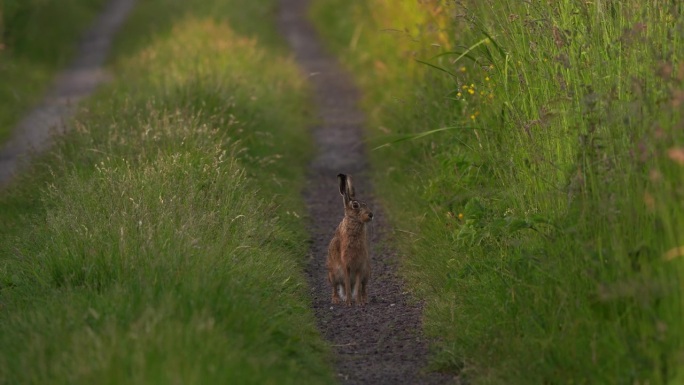 一只欧洲野兔(Lepus europaeus)也被称为棕色野兔向你走来