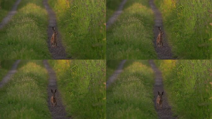 一只欧洲野兔(Lepus europaeus)也被称为棕色野兔向你走来