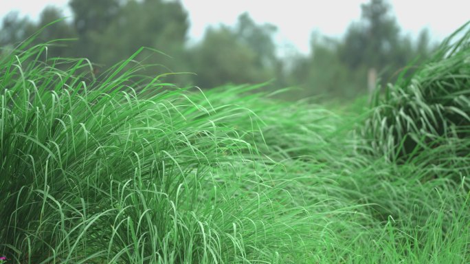 风中野草