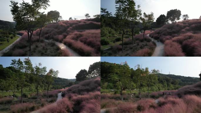 台州温岭植物园粉黛乱子草航拍