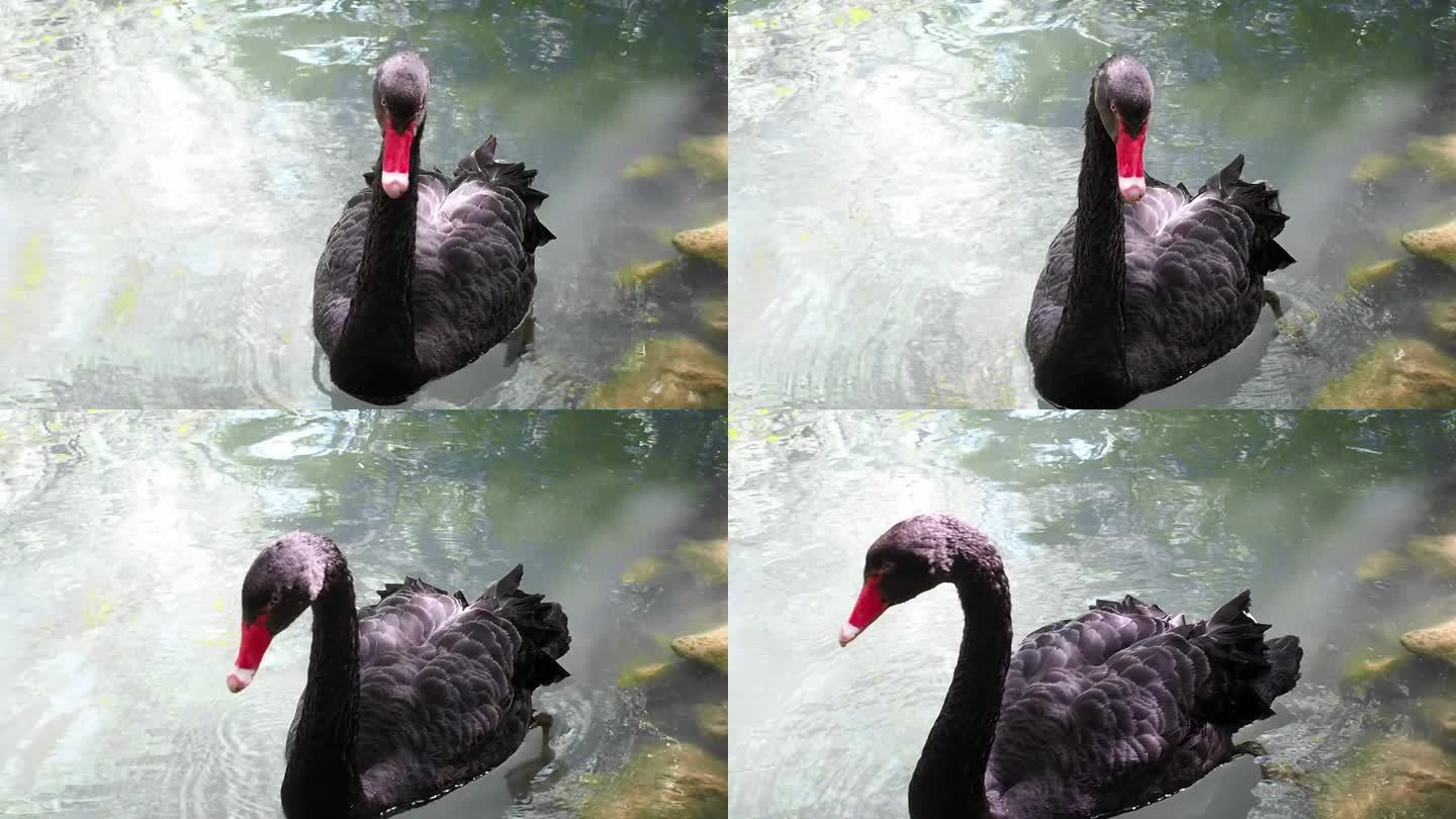 优雅的黑天鹅在阳光下游泳。疣鼻天鹅