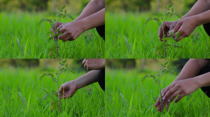 照料新发芽番茄幼苗的妇女