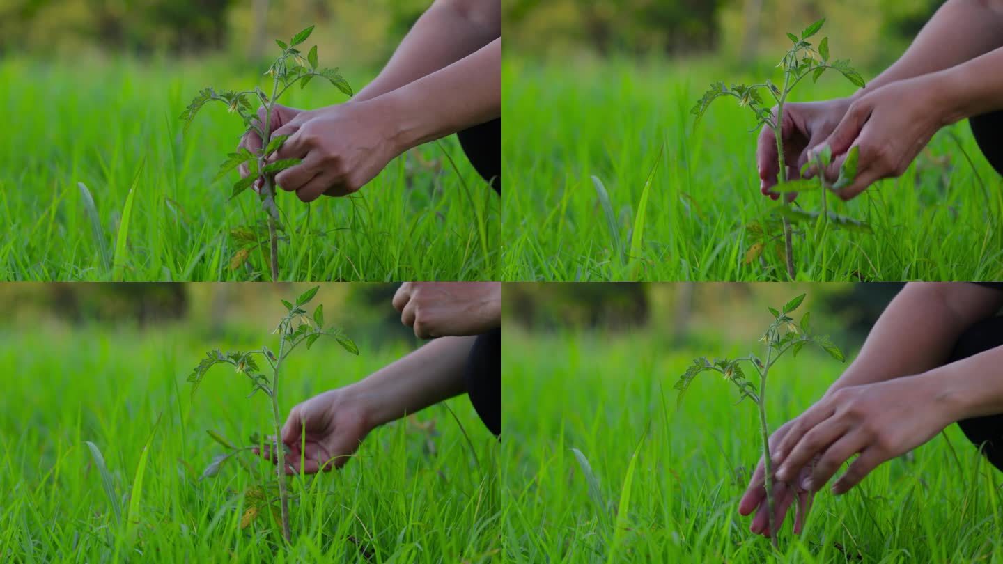 照料新发芽番茄幼苗的妇女