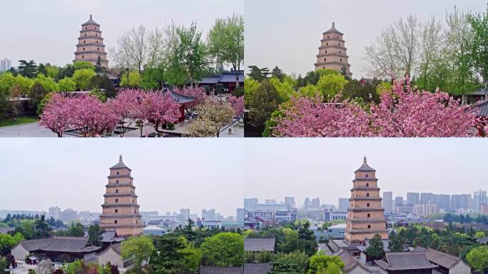 大雁塔广场 樱花航拍