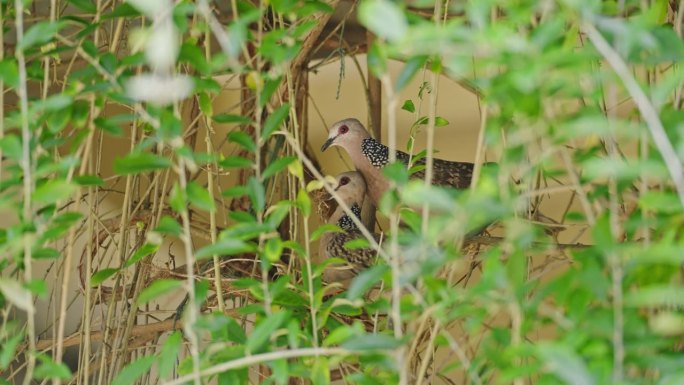 斯里兰卡锡兰木鸽用小树枝筑巢。野鸽家族为蛋和雏鸟筑巢。雄鸟飞着，带着树枝帮助雌鸟在家里的花园里筑巢。