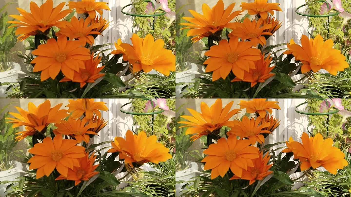 橙色的栀子花在风中。房子花圃。盛开的花园。窗户上的园艺。菊科开花植物。鲜艳的花朵。如何种植栀子花的概