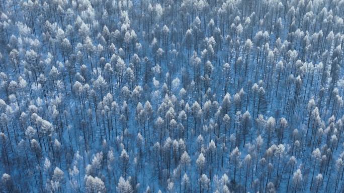 大兴安岭冬季雪林雾凇林松树林