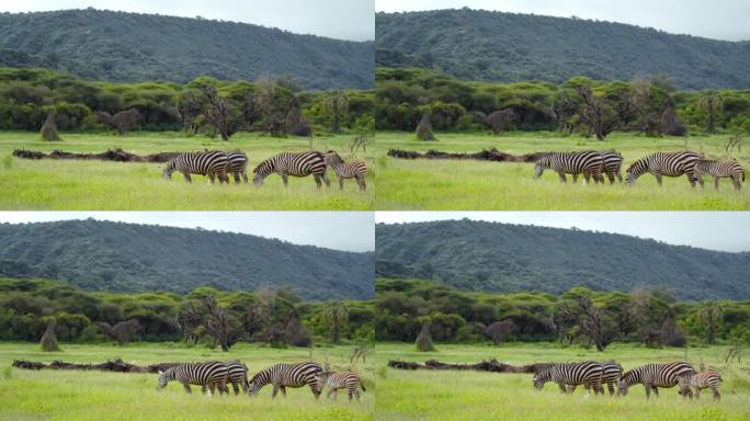 一群水牛和斑马在非洲大草原的草地上休息和吃草