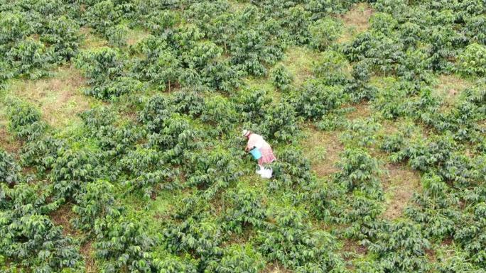 在种植园里采摘咖啡的农妇