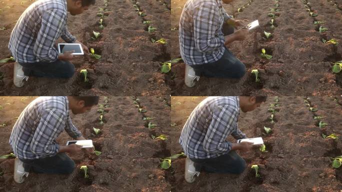 亚洲的年轻农民正在用药片检查田地里的烟叶，为种植做准备。
