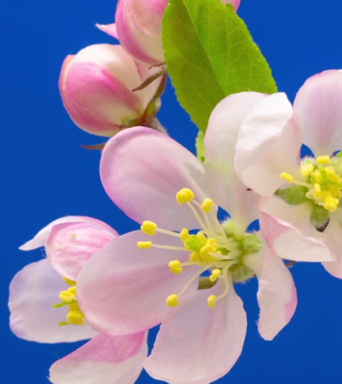 4k垂直延时的野生苹果树花开花，生长在蓝色的背景。海棠盛开的花。垂直延时9:16比例手机和社交媒体就