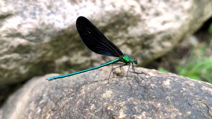 石头上黑色翅膀的绿蜻蜓