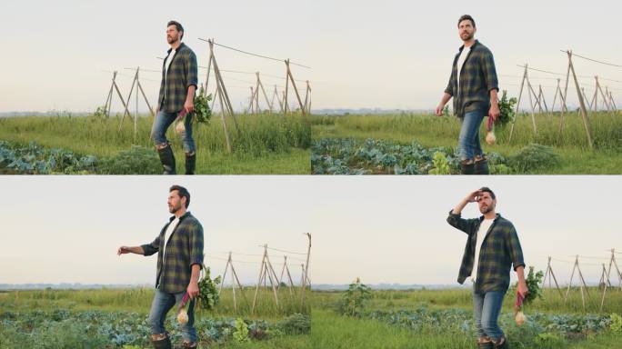 一个农民拿着甜菜根走在田地里。一名男子走在田野上，从篮子里拿着自然生长的健康食品，愉快地检查着它们。