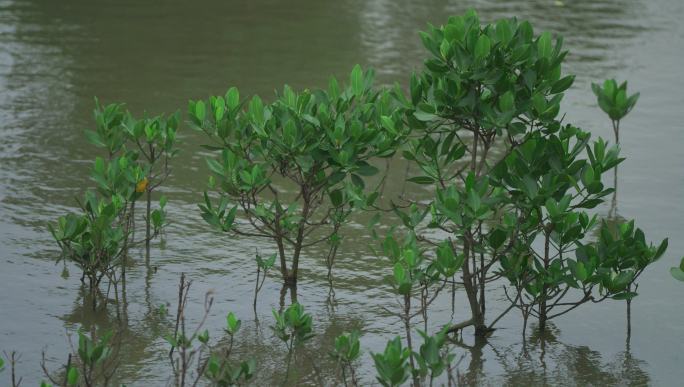 活力红树林