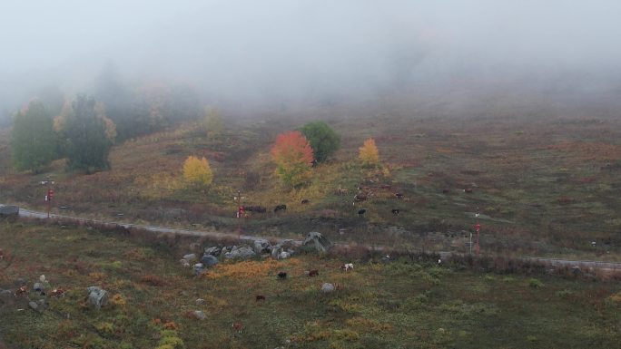 新疆 山雾弥漫下的牛群 航拍