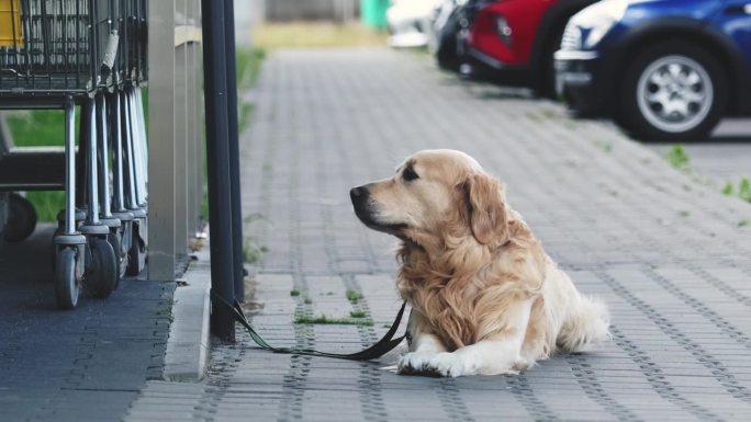 漂亮的金毛猎犬在超市等待主人