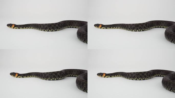 白色背景上的毒蛇学家视频素材蛇类动物行为