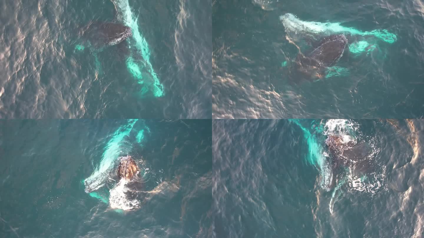 美丽的座头鲸突破水面-顶部轨道