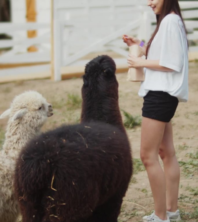 长发女孩喂两只羊驼，垂直视频